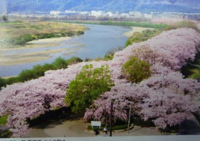 桜の写真