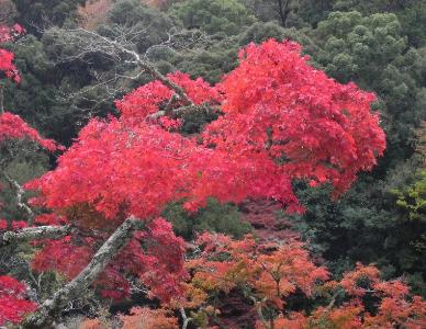 紅葉した木々