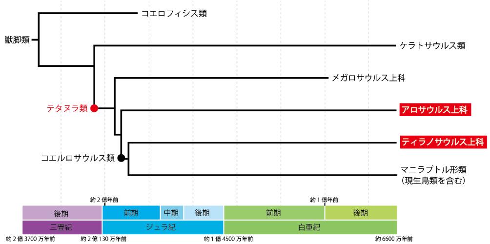 獣脚類の系統関係