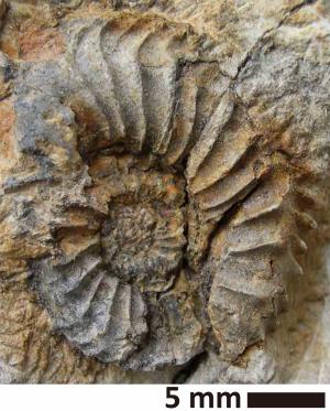 エピストレノセラス化石