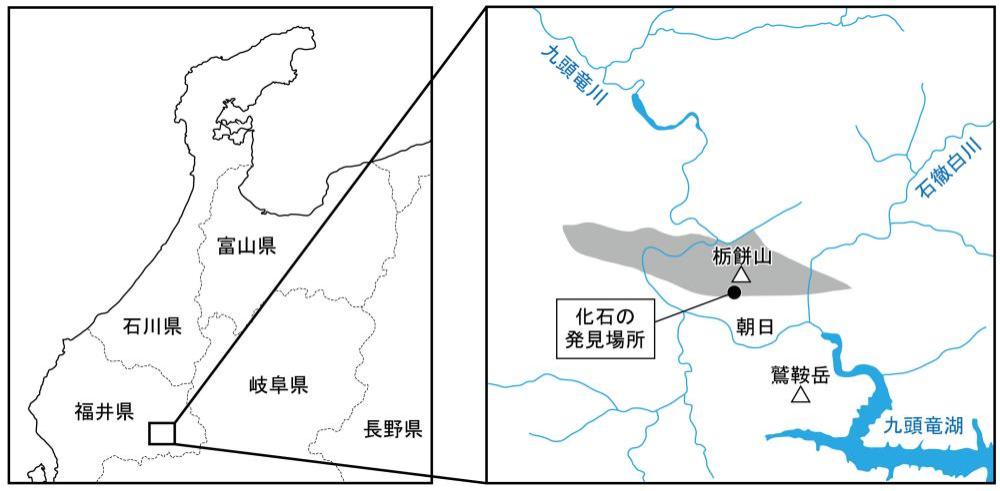 エピストレノセラス化石が発見された現場