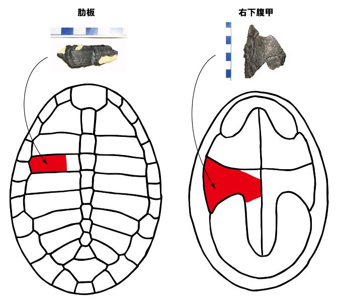 発見部位