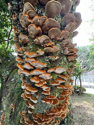 花房 須原祥量大